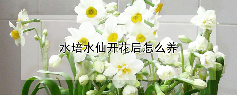 水培水仙開花后怎么養(yǎng)