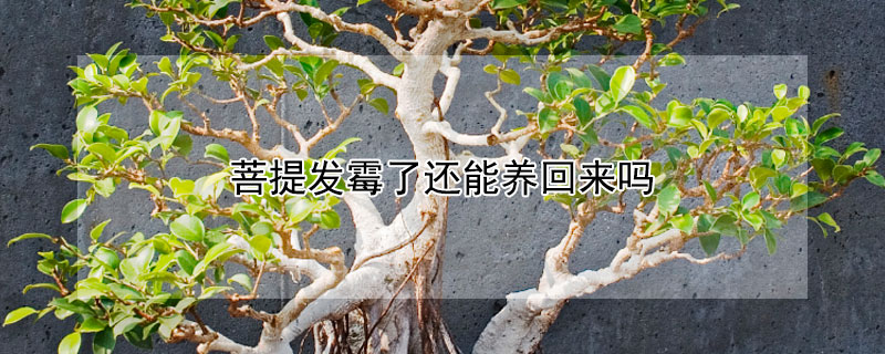 菩提發(fā)霉了還能養(yǎng)回來(lái)嗎