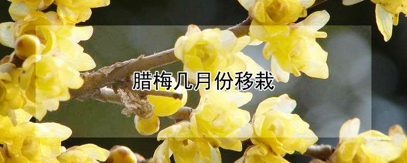 臘梅幾月份移栽