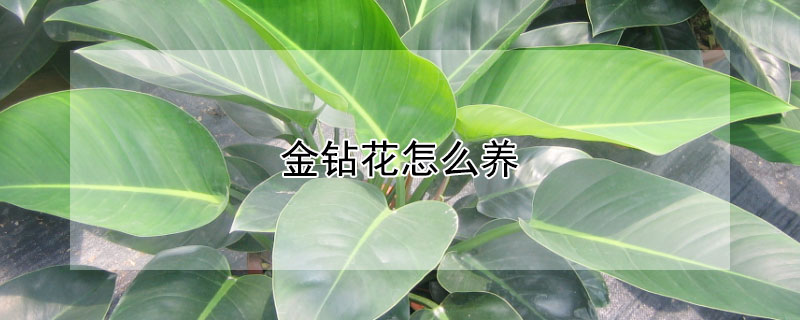 金鉆花怎么養(yǎng)