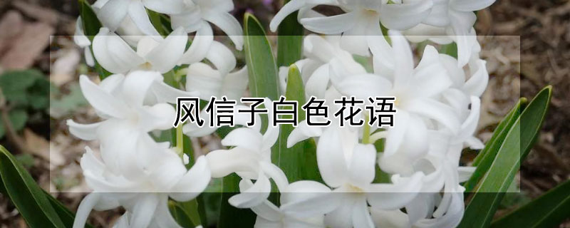 風信子白色花語