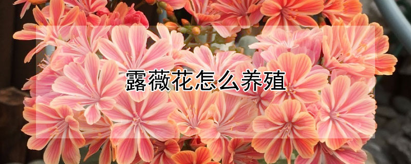 露薇花怎么養(yǎng)殖