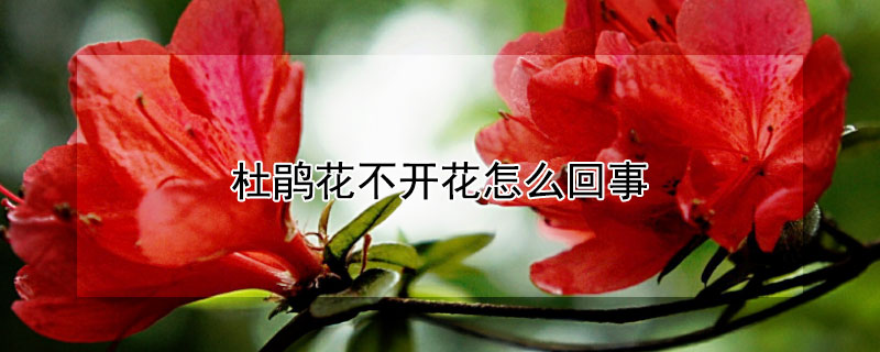 杜鵑花不開花怎么回事