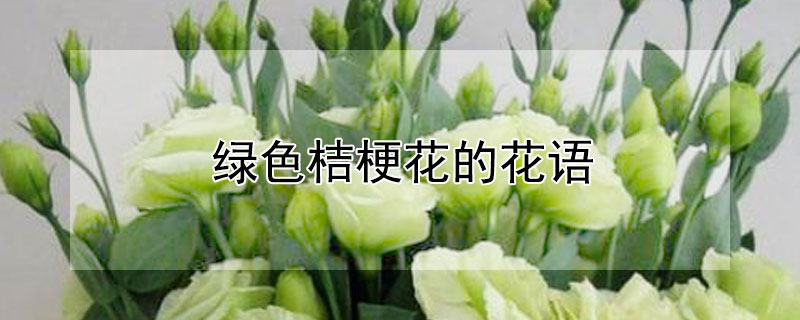 綠色桔梗花的花語