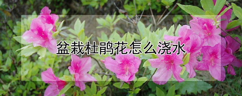 盆栽杜鵑花怎么澆水