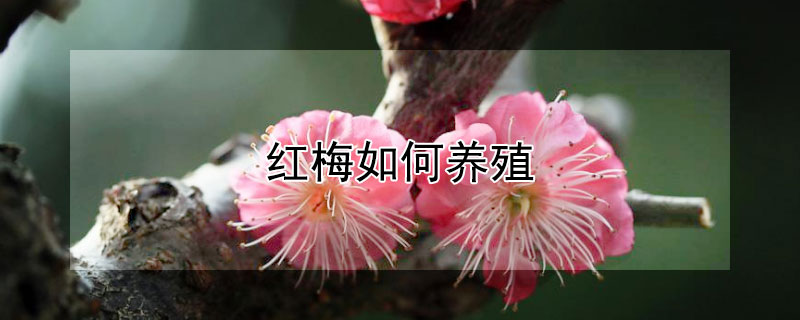 紅梅如何養(yǎng)殖