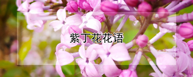 紫丁花花語