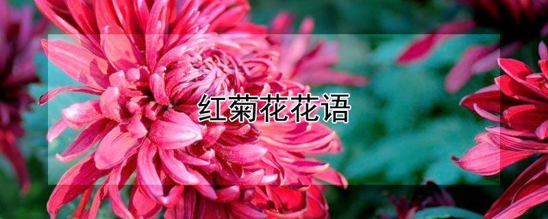 紅菊花花語