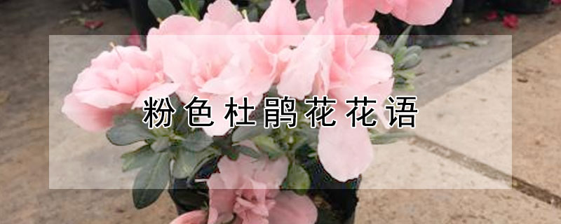 粉色杜鵑花花語