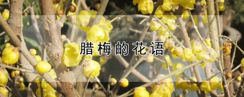 臘梅的花語