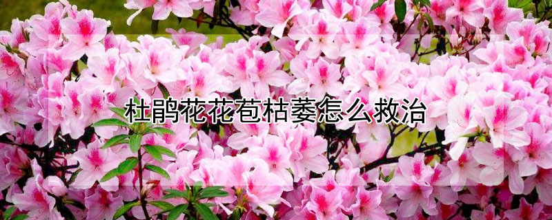 杜鵑花花苞枯萎怎么救治