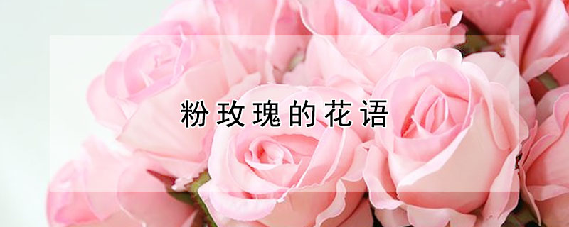 粉玫瑰的花語(yǔ)