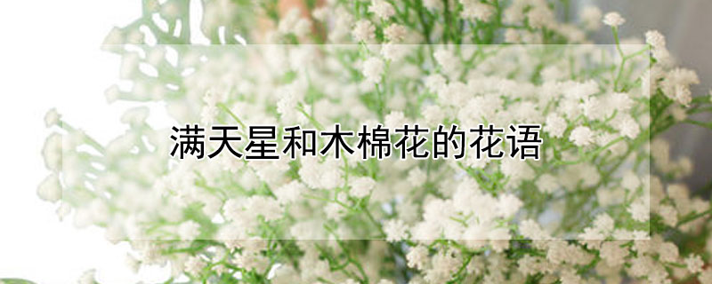 滿天星和木棉花的花語(yǔ)