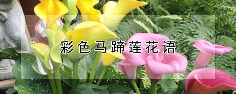 彩色馬蹄蓮花語(yǔ)