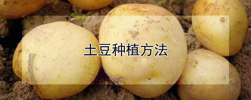 土豆種植方法