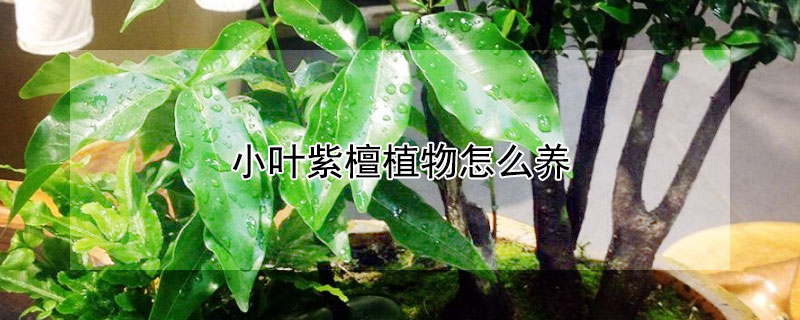 小葉紫檀植物怎么養