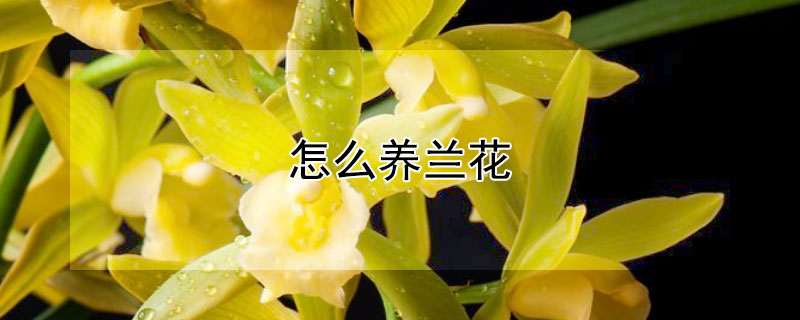 怎么養蘭花