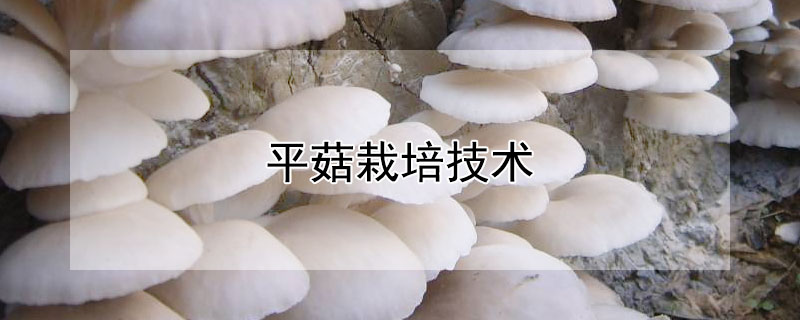 平菇栽培技術(shù)