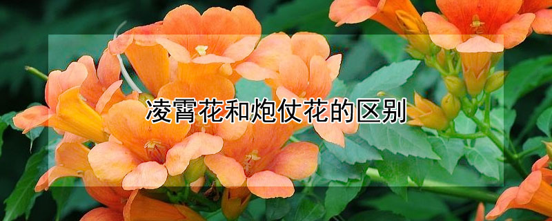 凌霄花和炮仗花的區別