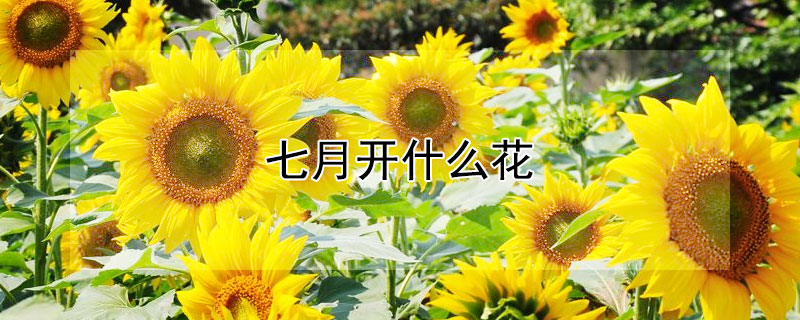 七月開什么花