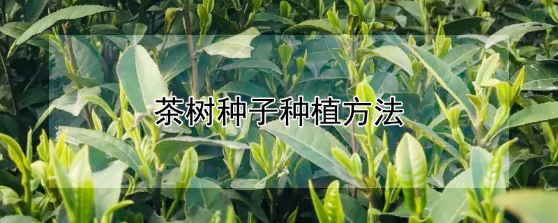 茶樹(shù)種子種植方法