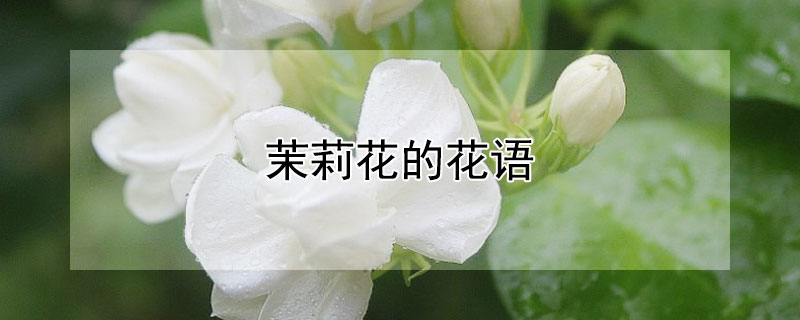 茉莉花的花語