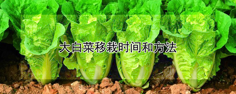 大白菜移栽時間和方法