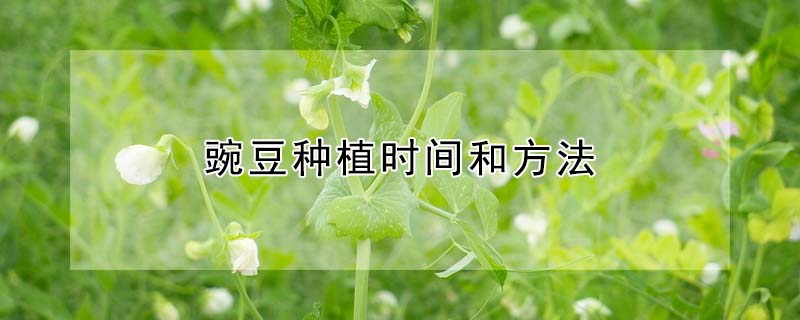 豌豆種植時(shí)間和方法