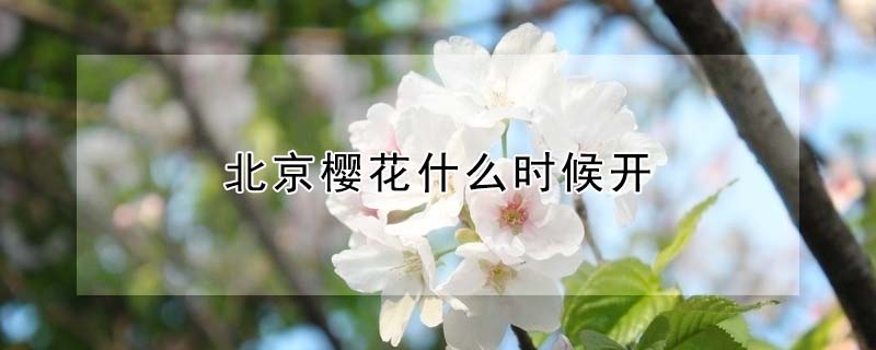 北京櫻花什么時候開