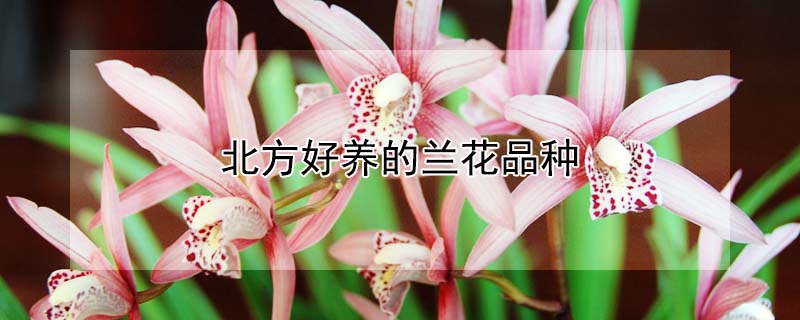 北方好養(yǎng)的蘭花品種