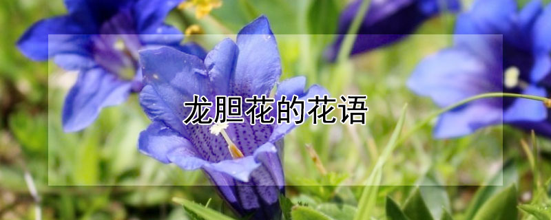 龍膽花的花語(yǔ)