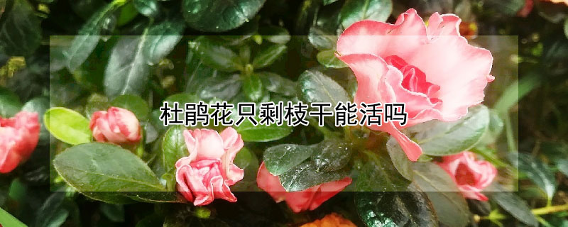 杜鵑花只剩枝干能活嗎