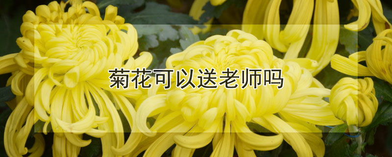 菊花可以送老師嗎