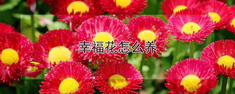 幸福花怎么養(yǎng)