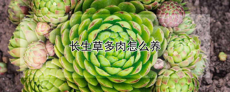 長(zhǎng)生草多肉怎么養(yǎng)