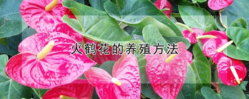 火鶴花的養(yǎng)殖方法