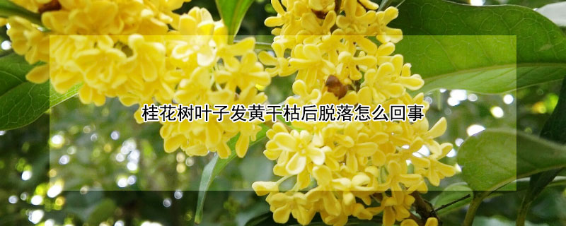 桂花樹葉子發(fā)黃干枯后脫落怎么回事