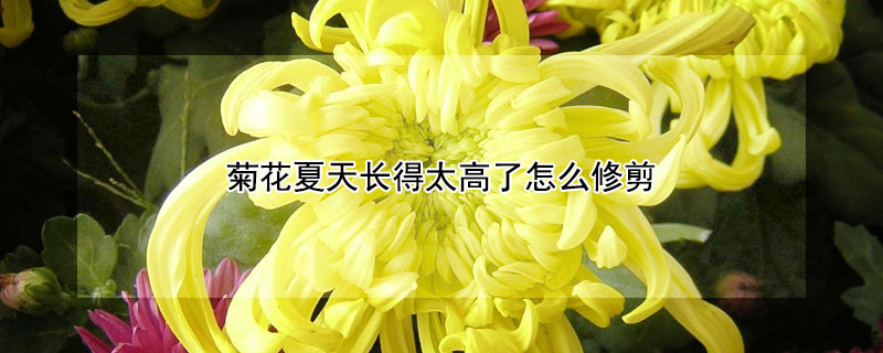 菊花夏天長(zhǎng)得太高了怎么修剪