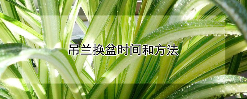 吊蘭換盆時間和方法