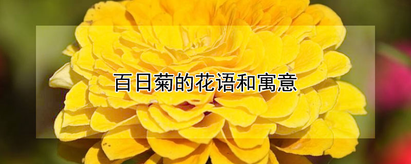 百日菊的花語(yǔ)和寓意