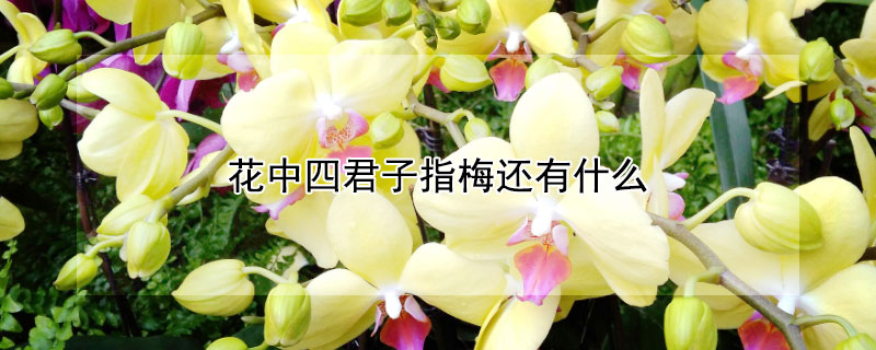 花中四君子指梅還有什么