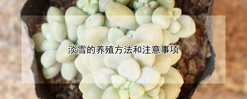 淡雪的養殖方法和注意事項