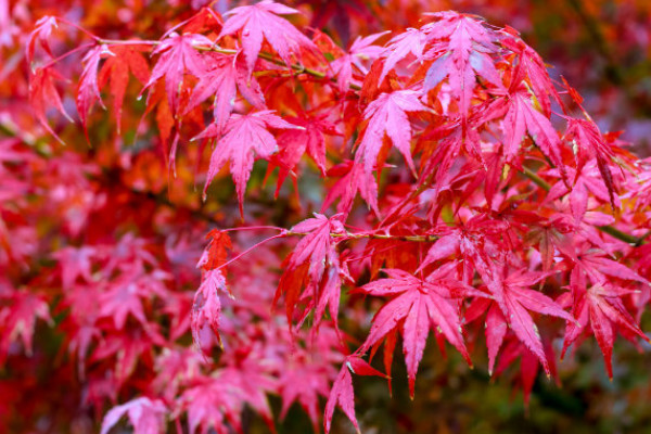 紅楓的養(yǎng)殖方法和注意事項