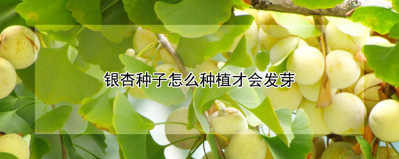 銀杏種子怎么種植才會發(fā)芽