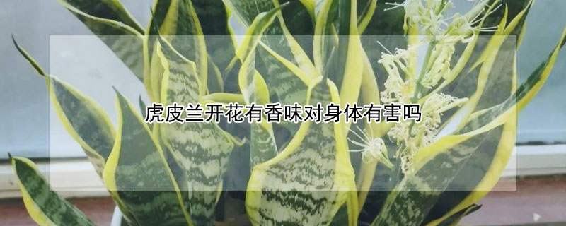 虎皮蘭開(kāi)花有香味對(duì)身體有害嗎