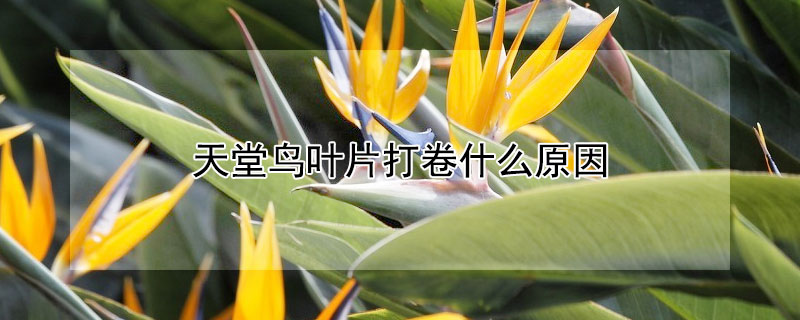 天堂鳥葉片打卷什么原因