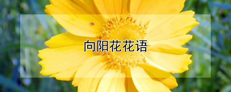 向陽花花語