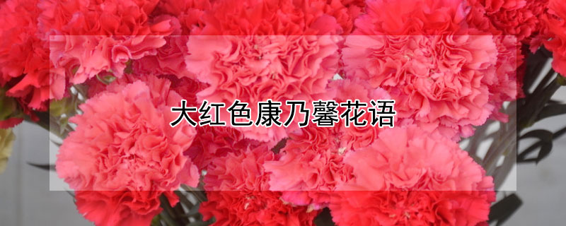 大紅色康乃馨花語