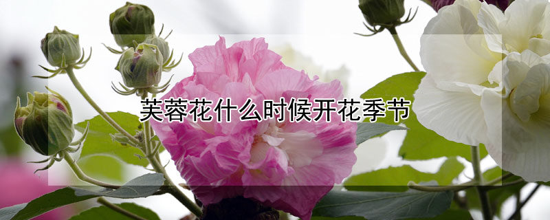 芙蓉花什么時候開花季節