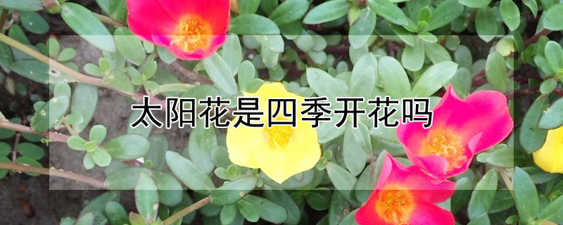 太陽(yáng)花是四季開花嗎